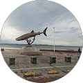 M Pacheco profile