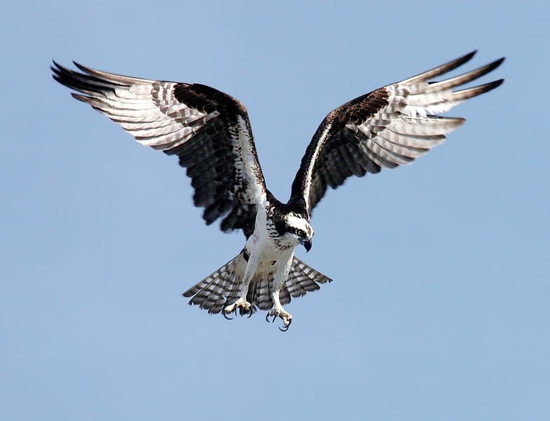 Osprey NASA Image
