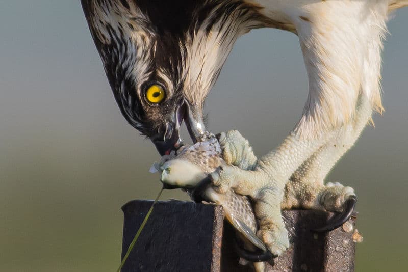 Osprey eating a fish