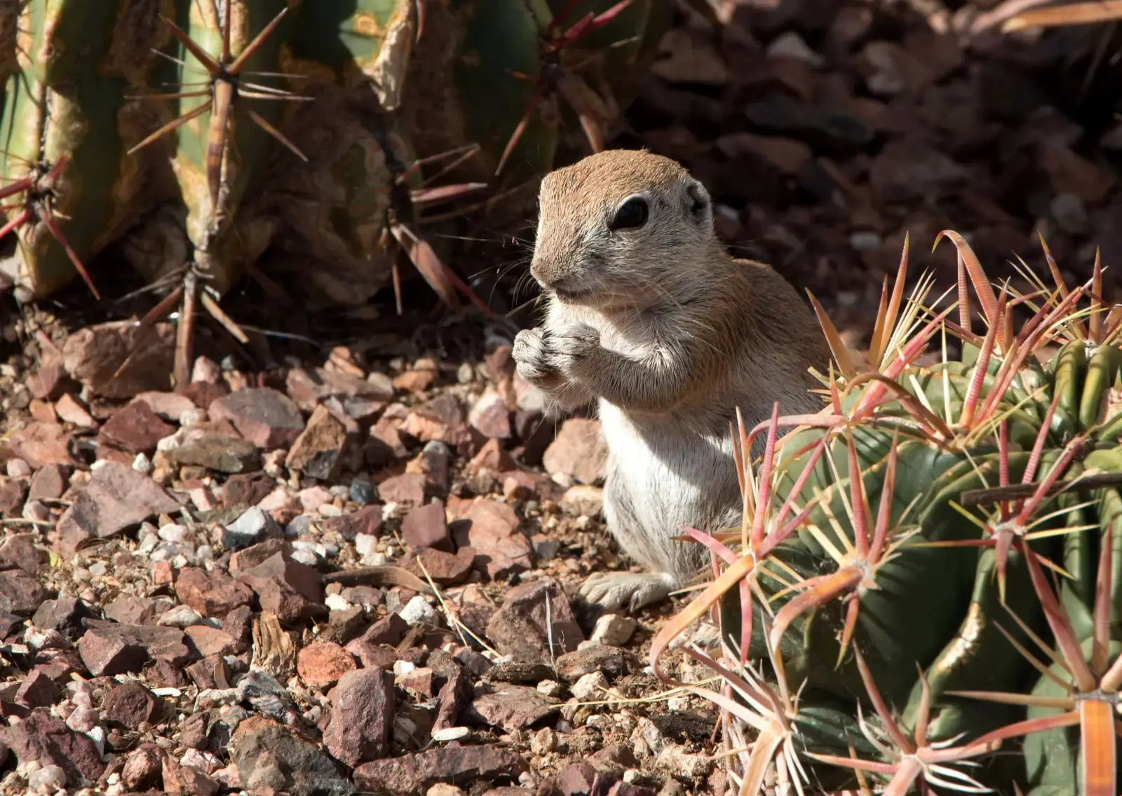 Meet the “Juancitos”: the Little Desert Guardians of Laguna Shores