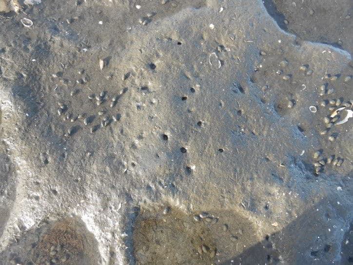 Agujeros de almejas en la arena