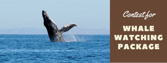 Whale Watching Contest